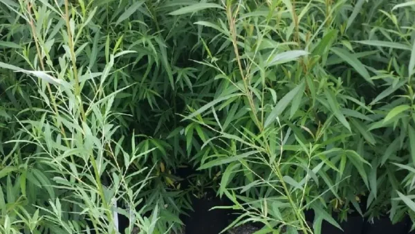 Hybrid Willow Tree Image