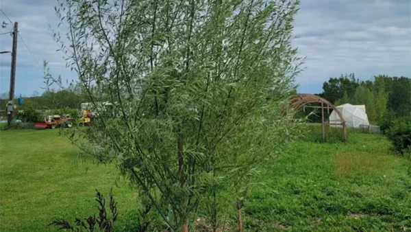 Hybrid Willow Tree Image