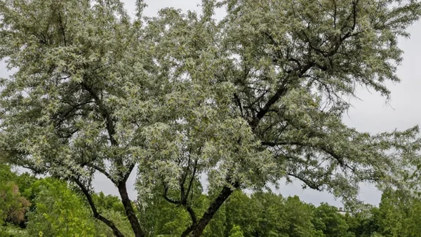 Hybrid Willow Tree Image