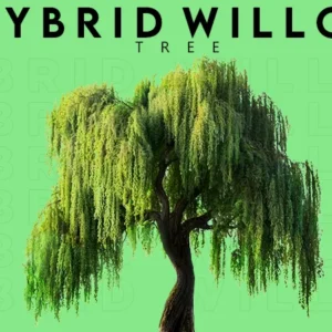 Hybrid Willow tree