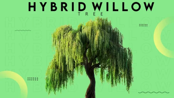 Hybrid Willow tree