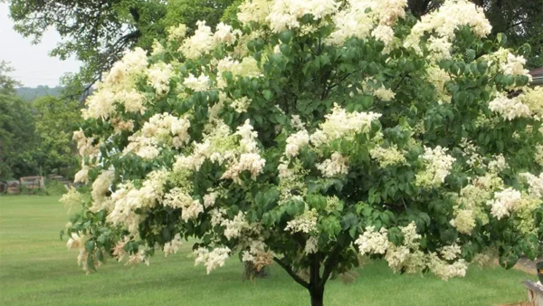Ivory Silk Tree Image