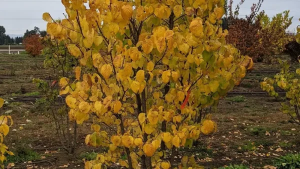 Ivory Silk Tree Image