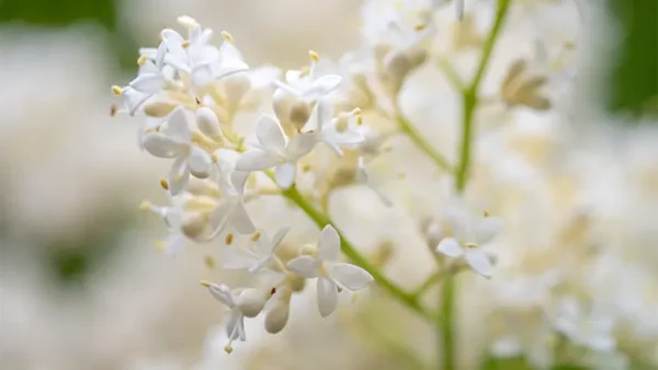 Ivory Silk Tree Image
