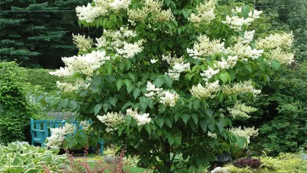 Ivory Silk Tree Image