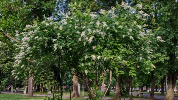 Ivory Silk Tree Image