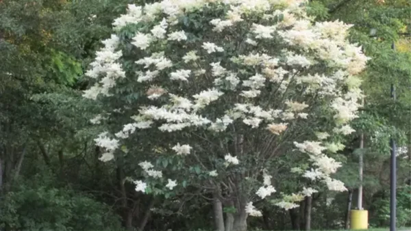 Ivory Silk Tree Image
