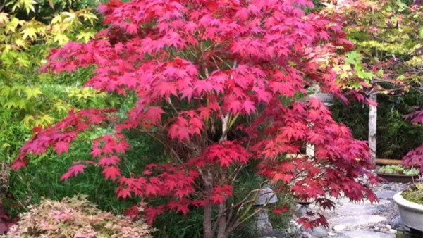 Japanese Maple Image