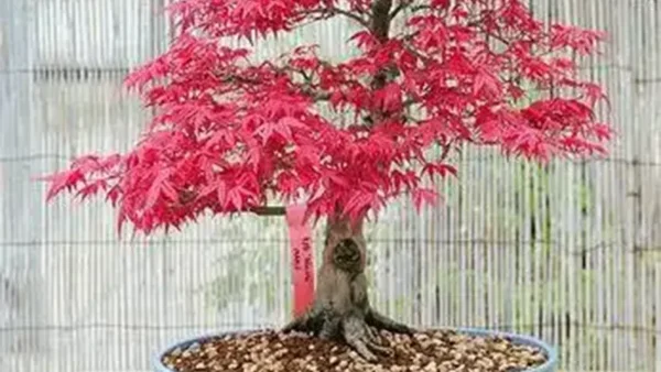 Japanese Maple Image