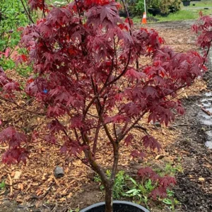 Japanese Maple Image