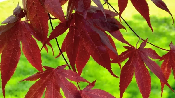 Japanese Maple Image