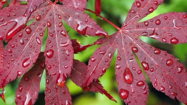 Japanese Maple Image