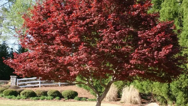 Japanese Maple Image
