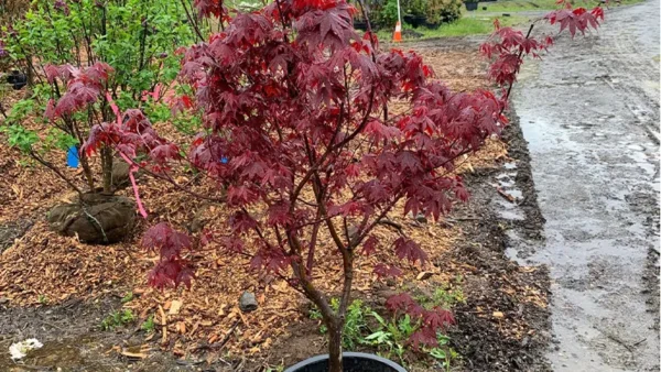 Japanese Maple Image