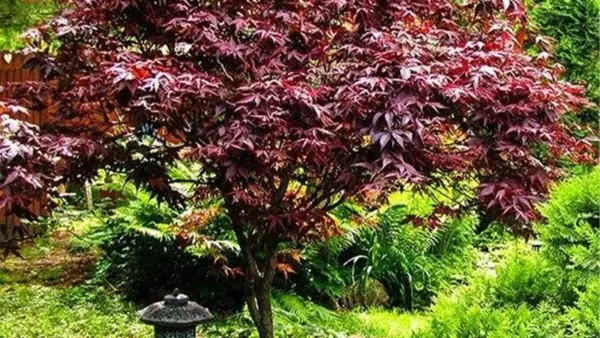 Japanese Maple Image