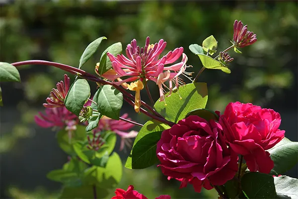 June Birth Flower Image