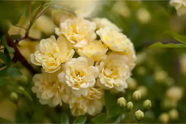 Lady Banks’ Rose