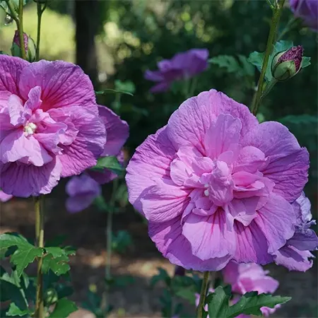 Lavender Chiffon