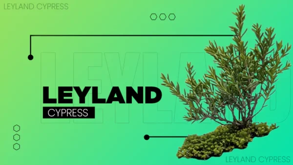 Leyland Cypress