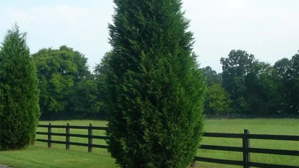Leyland Cypress Image