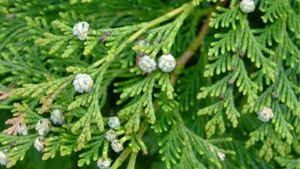 Leyland Cypress Image