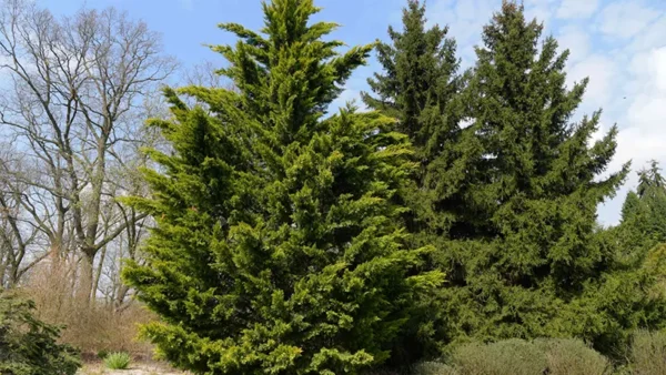Leyland Cypress Image