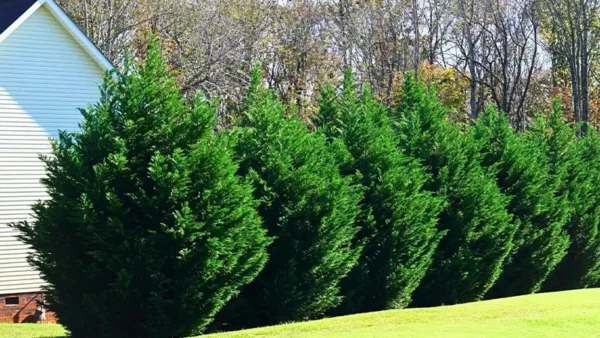 Leyland Cypress Image