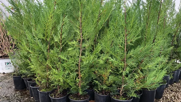 Leyland Cypress Image