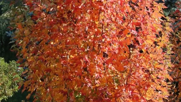 Maple Tree Image