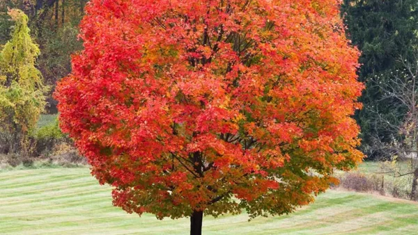 Maple Tree Image