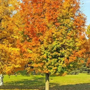 Maple Tree Image