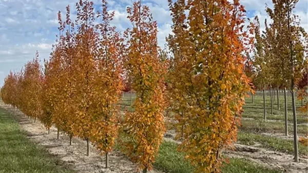 Maple Tree Image