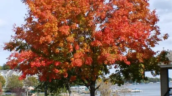 Maple Tree Image