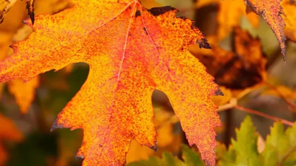 Maple Tree Image