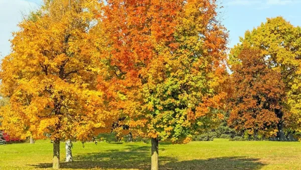 Maple Tree Image