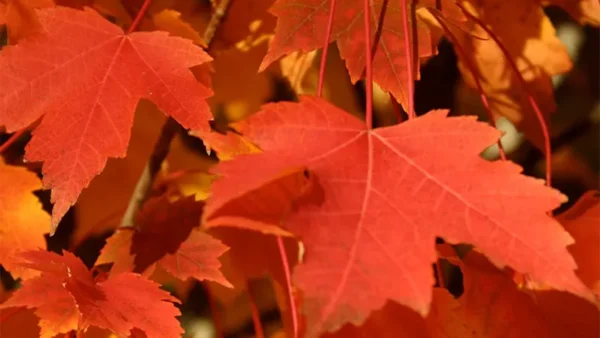 Maple Tree Image
