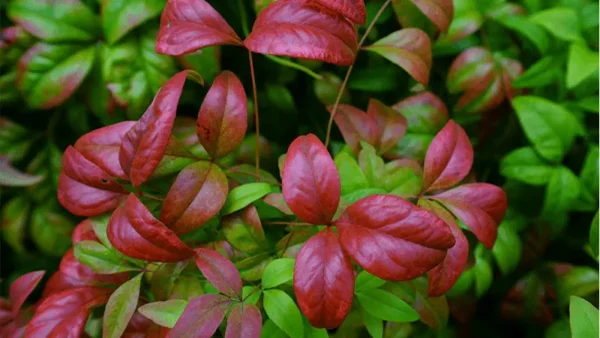 Nandina Firepower Image