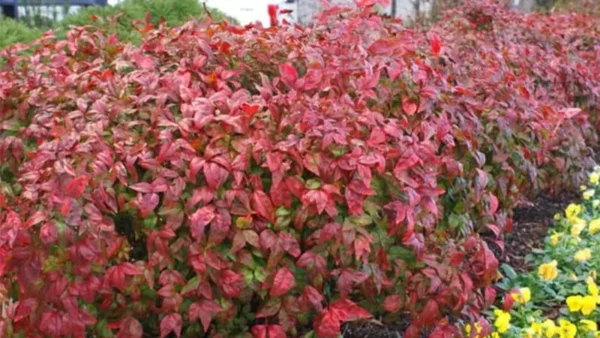Nandina Firepower Image