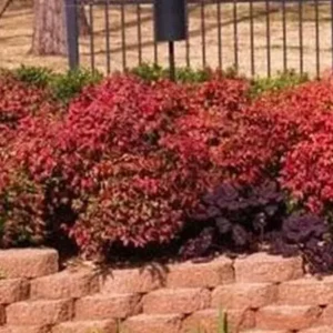 Nandina Firepower Image