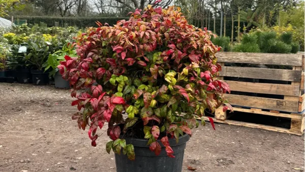 Nandina Firepower Image