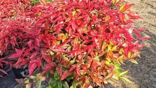 Nandina Firepower Image