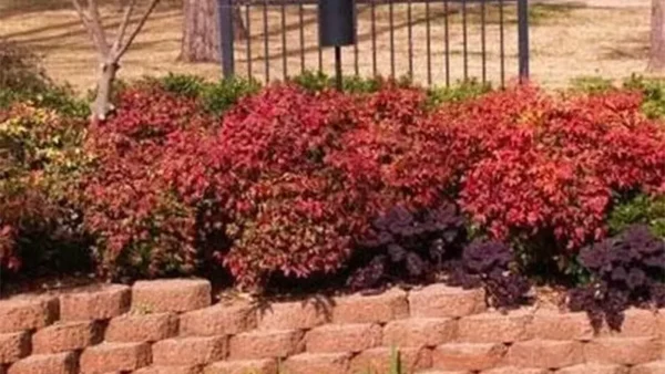Nandina Firepower Image