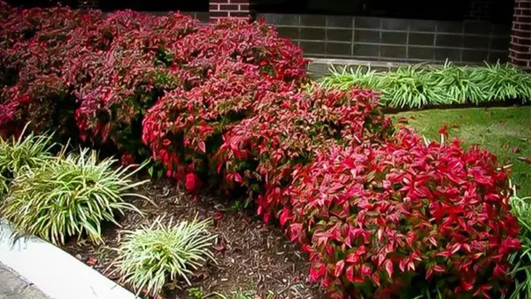Nandina Firepower Image