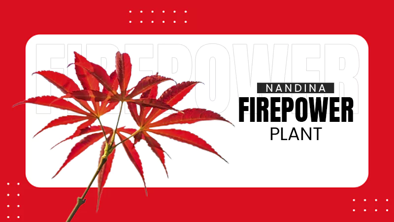 Nandina Firepower Plant