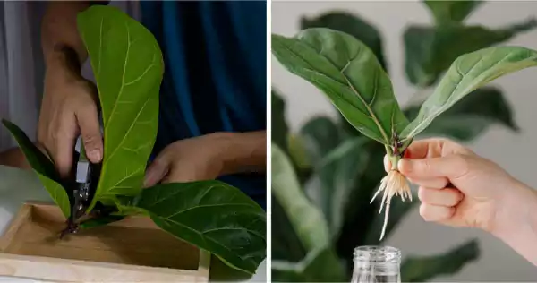 Newly propagated ficus audrey plant