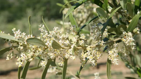 Olive Tree Image