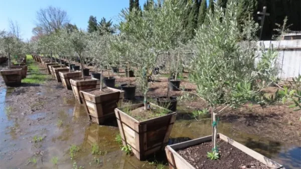 Olive Tree Image