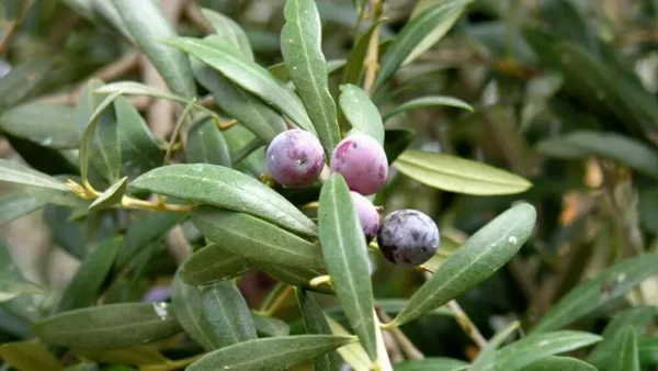 Olive Tree Image