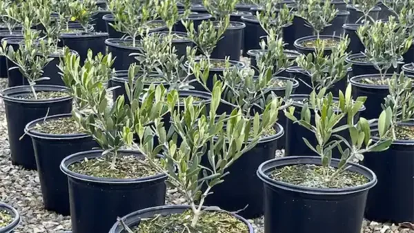 Olive Tree Image