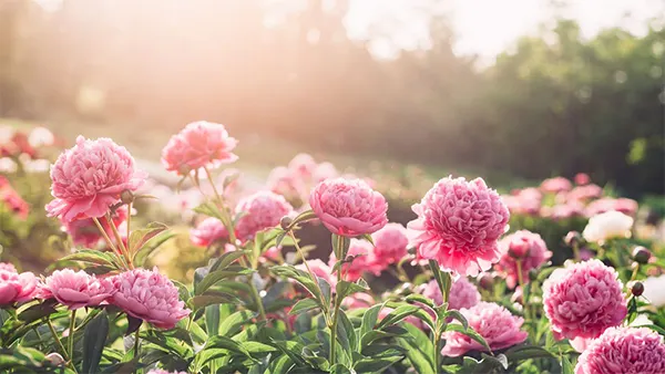 Peony Image